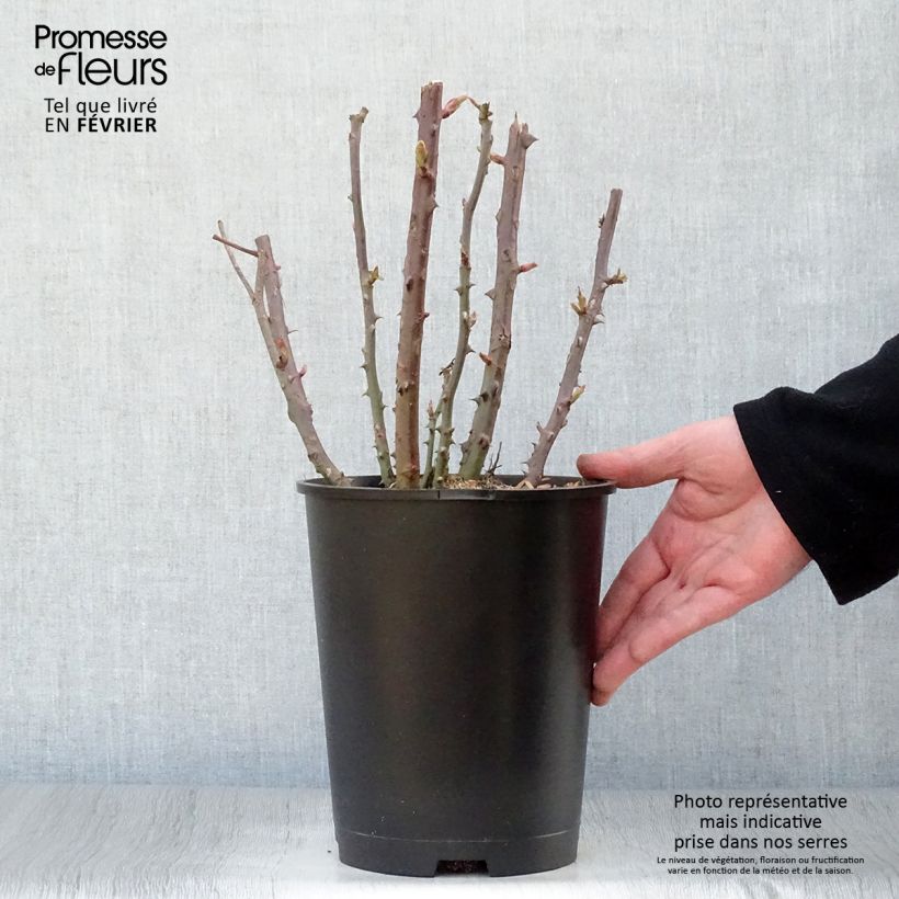 Example of Rosier à grandes fleurs Baie des Anges Pot van 4 l/5 l as you get in hiver