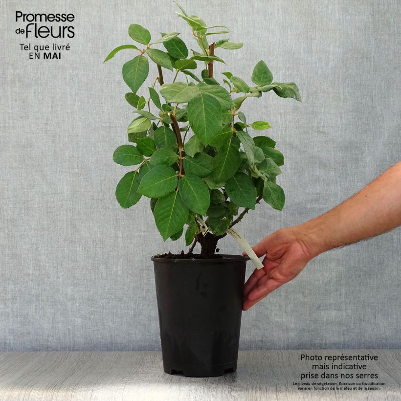 Exemplaar van Rosa Baie des Anges - Grootbloemige roos Pot van 4 l/5 l zoals geleverd in de lente