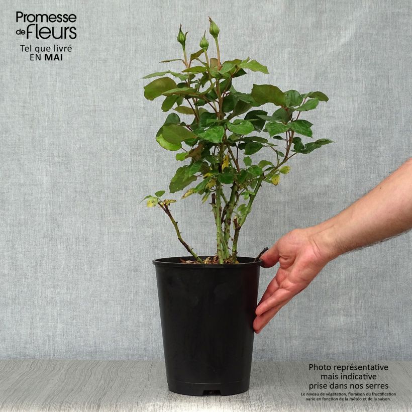 Exemplaar van Rosa Barbados - Grootbloemige roos Pot van 4 l/5 l zoals geleverd in de lente