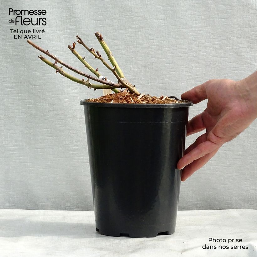 Exemplaar van Rosa Belle du Seigneur - Grootbloemige roos Pot van 4 l/5 l zoals geleverd in de lente