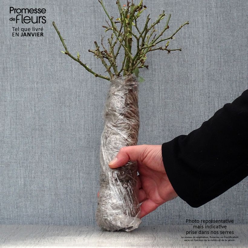 Exemplaar van Rosa Belles Rives - Grootbloemige roos In kluit zoals geleverd in de winter