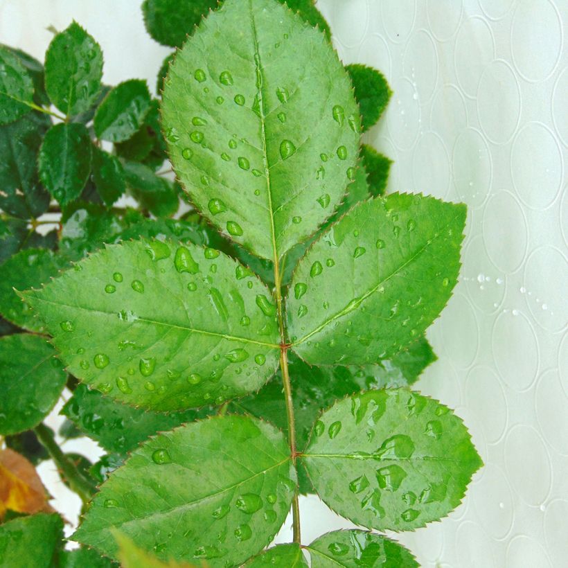 Rosa Biedermeier - Grootbloemige roos (Blad)