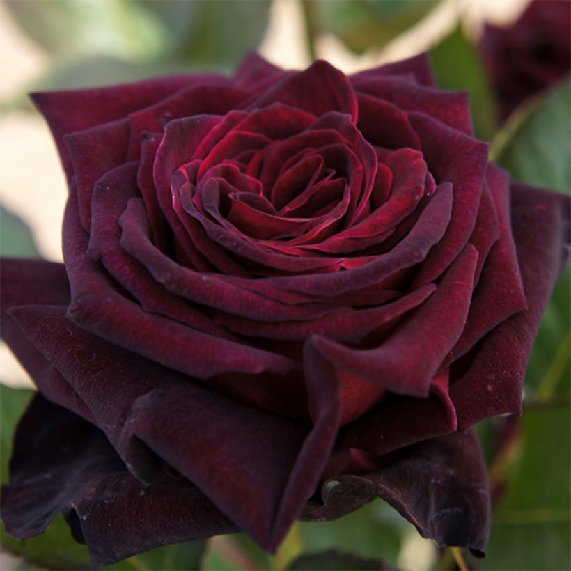 Rosa Black Baccara - Grootbloemige roos (Bloei)
