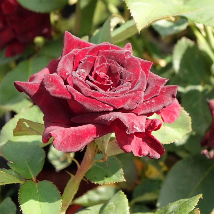 Rosa Black Baccara - Grootbloemige roos (Bloei)