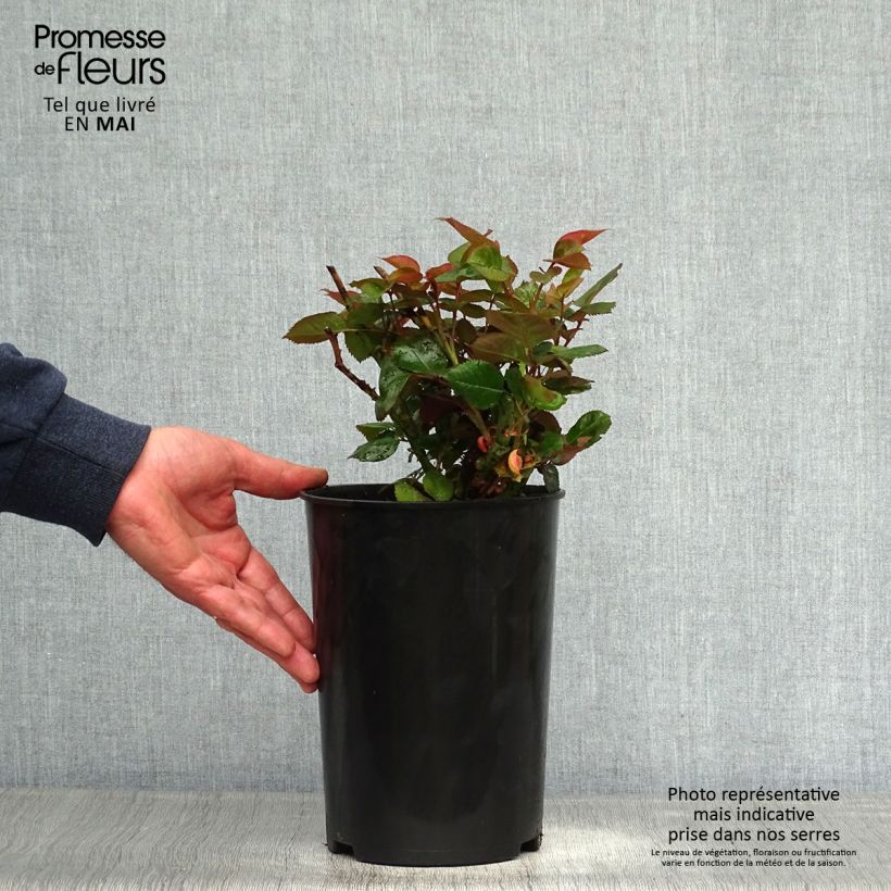 Exemplaar van Rosa Blue Girl - Grootbloemige roos Pot van 4 l/5 l zoals geleverd in de lente