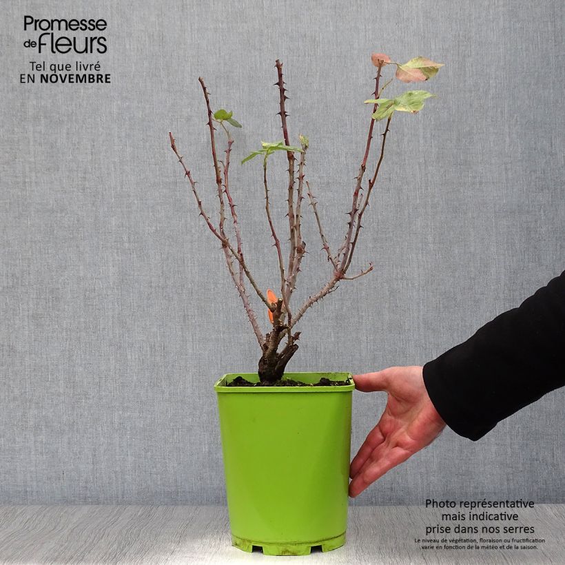 Exemplaar van Rosa Bolshoï - Grootbloemige roos Pot van 4 l/5 l zoals geleverd in de herfst
