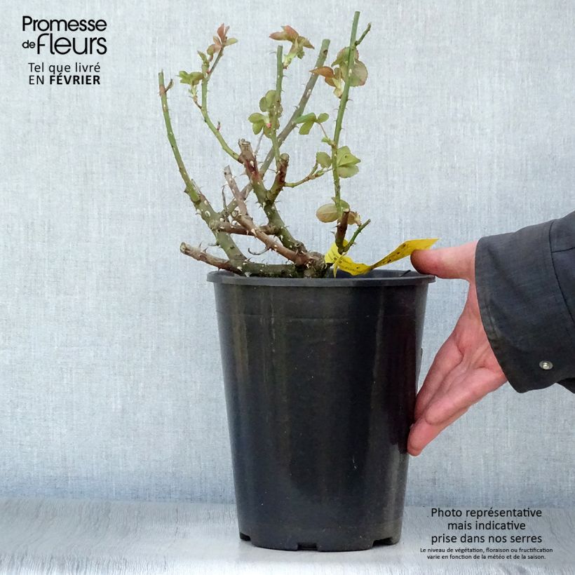 Exemplaar van Rosa Boreale - Grootbloemige roos Pot van 4 l/5 l zoals geleverd in de winter