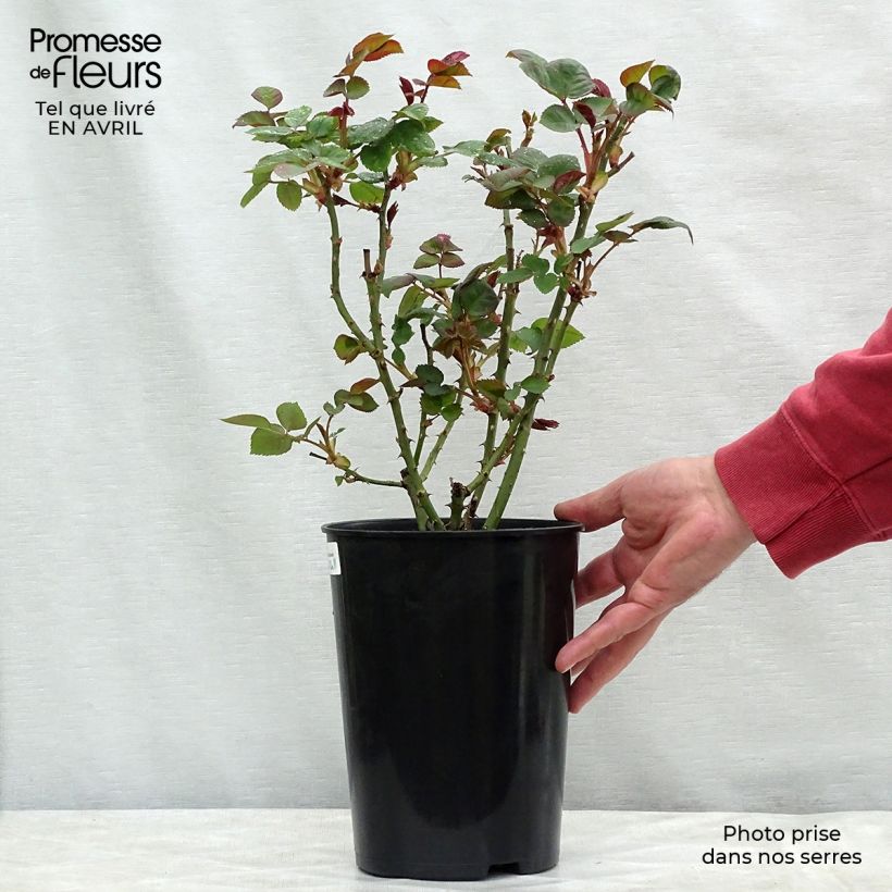 Exemplaar van Rosa Borneo Odore - Grootbloemige roos Pot van 4 l/5 l zoals geleverd in de lente