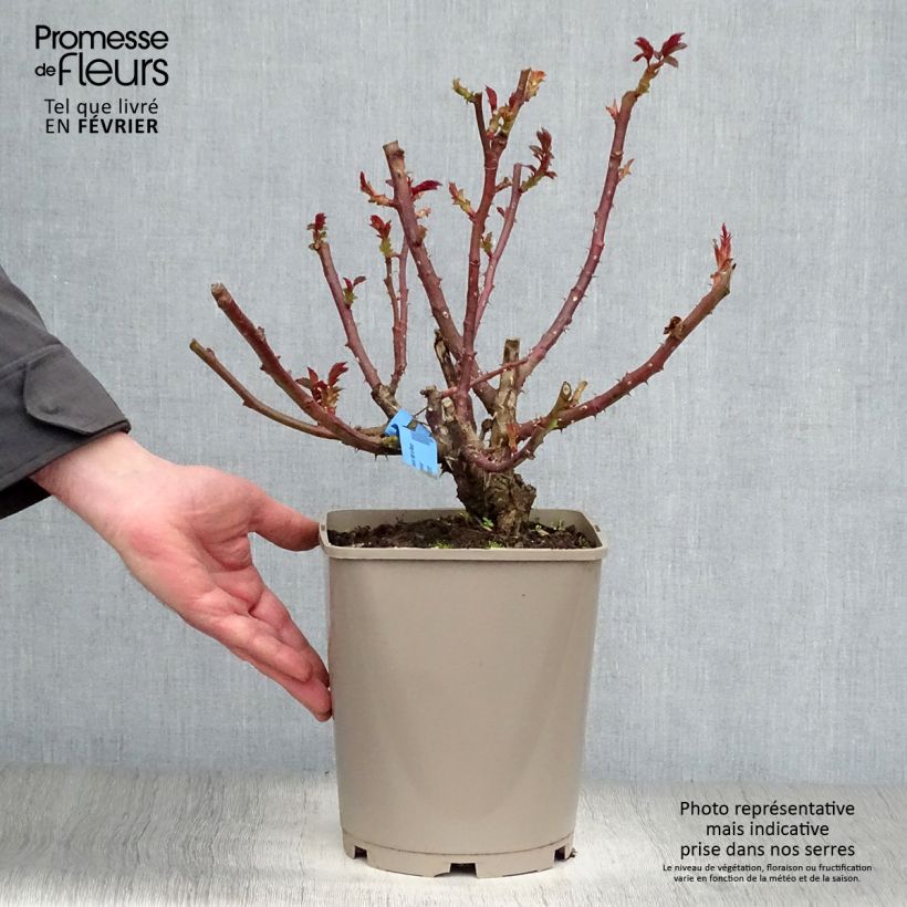 Example of Rosier à grandes fleurs Bossuet Aigle de Meaux Pot van 4 l/5 l as you get in hiver