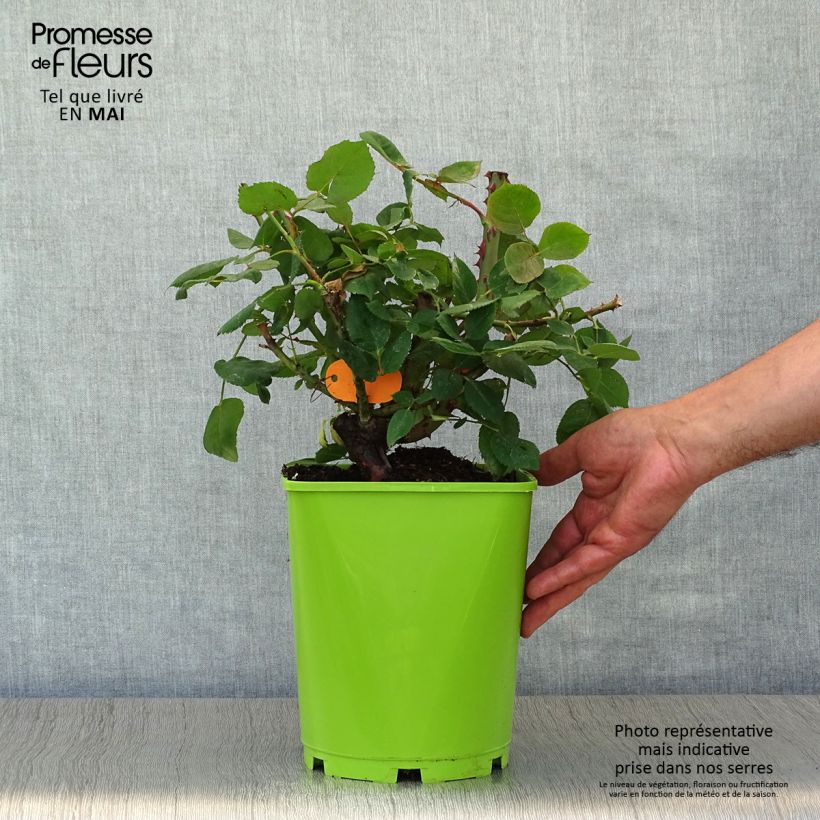 Example of Rosier à grandes fleurs Botero Pot van 4 l/5 l as you get in printemps