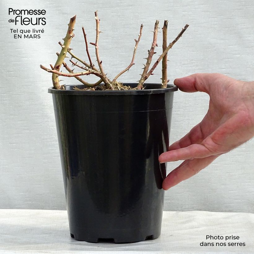 Example of Rosier à grandes fleurs Candlelight Pot van 4 l/5 l as you get in hiver