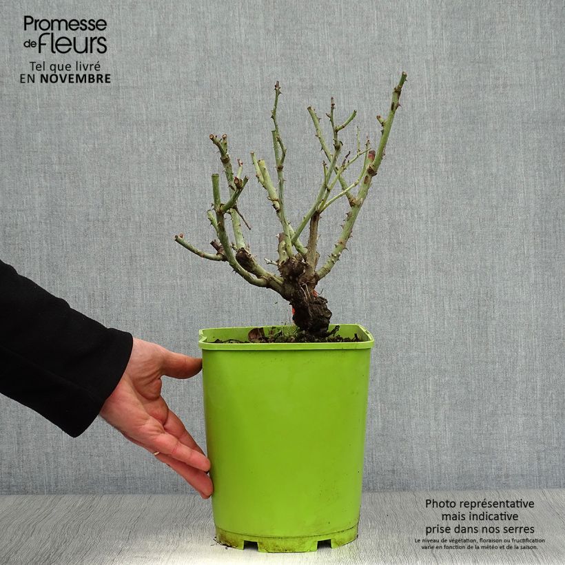 Exemplaar van Rosa Catherine Deneuve - Grootbloemige roos Pot van 4 l/5 l zoals geleverd in de herfst