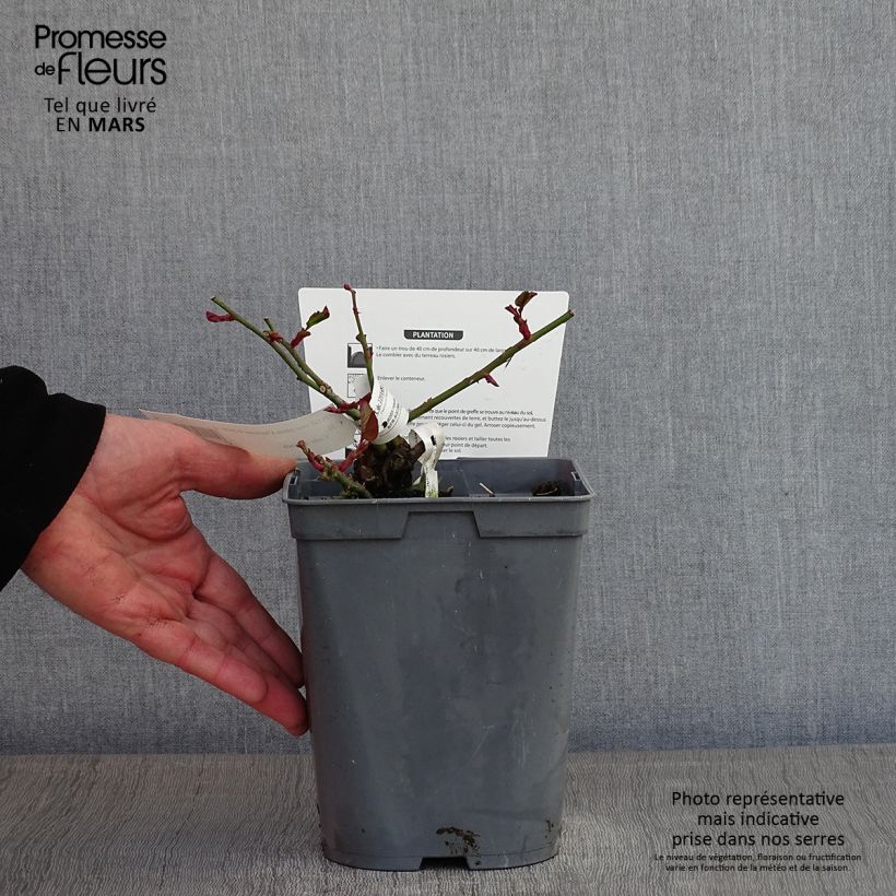 Example of Rosier à grandes fleurs Chartreuse de Parme Pot van 3 l/4 l as you get in hiver