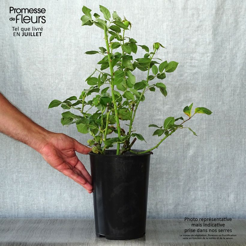 Exemplaar van Rosa Clair Renaissance - Grootbloemige roos Pot van 4 l/5 l zoals geleverd in de zomer