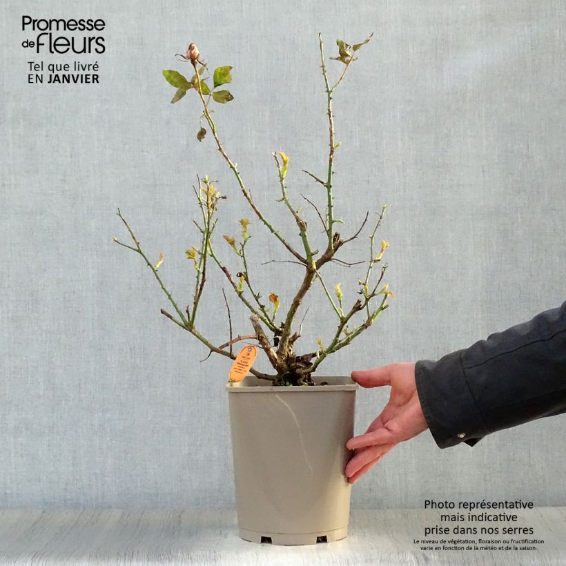 Example of Rosa Claude Brasseur - Grootbloemige roos Pot van 4 l/5 l as you get in hiver
