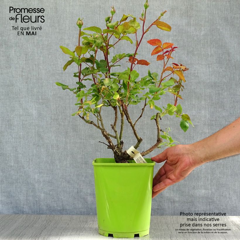 Exemplaar van Rosa Crazy Fashion - Grootbloemige roos Pot van 4 l/5 l zoals geleverd in de lente