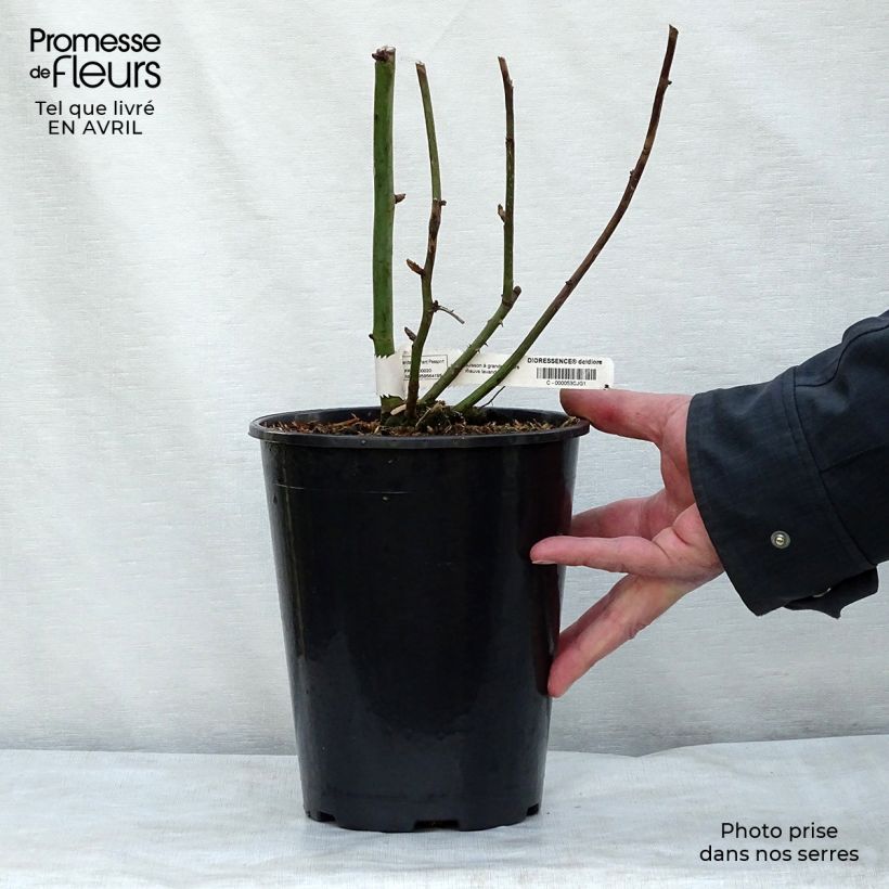 Example of Rosier à grandes fleurs Dioressence Pot van 4 l/5 l as you get in printemps