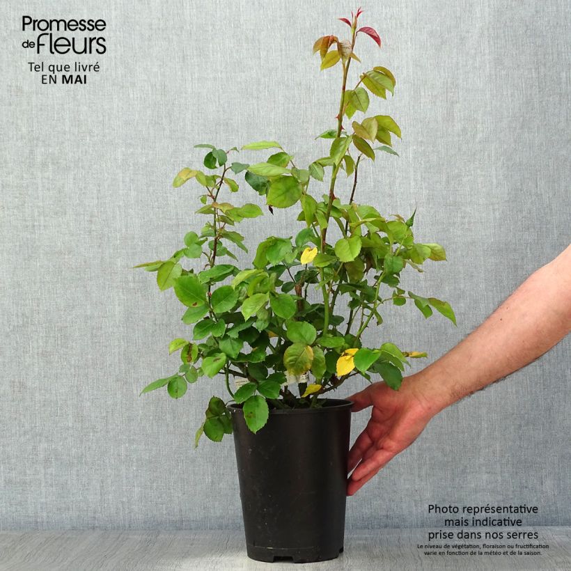 Exemplaar van Rosa Domaine de Chantilly - Grootbloemige roos Pot van 3 l/4 l zoals geleverd in de lente