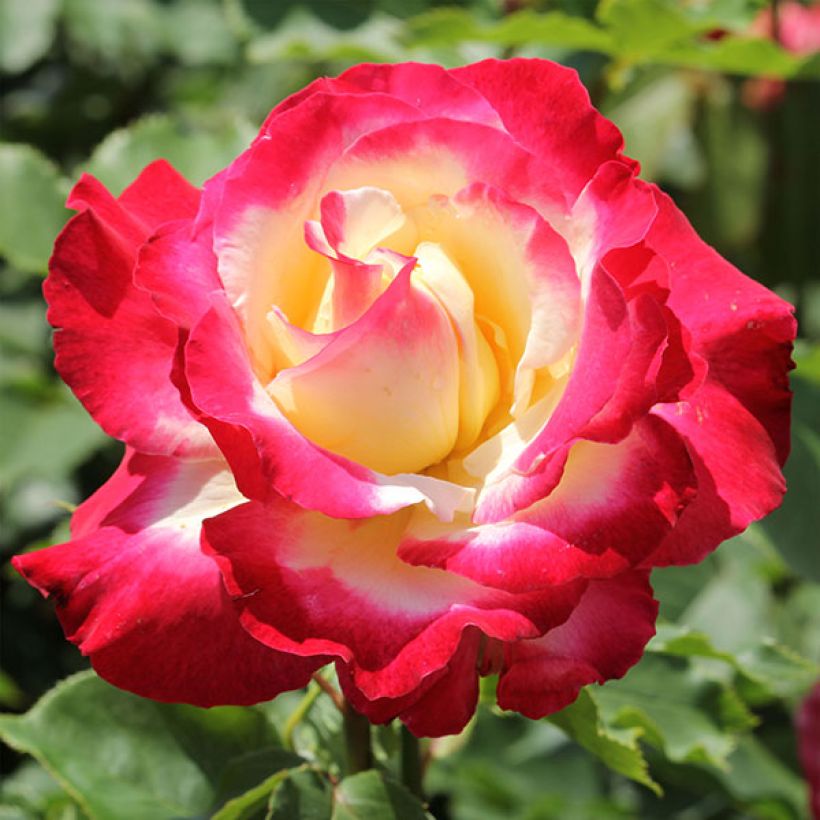 Rosa Double Delight - Grootbloemige roos (Bloei)