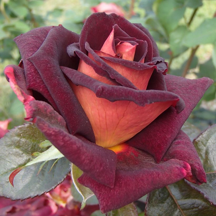 Rosa Black Gold - Grootbloemige roos (Flowering)