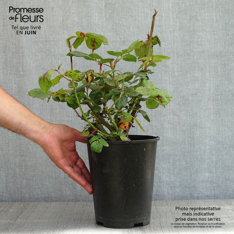Example of Rosier à grandes fleurs Elégance Française Pot de 4L/5L as you get in printemps