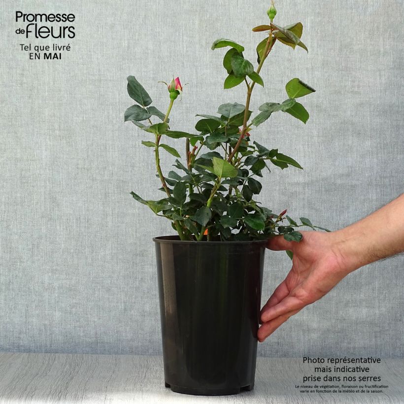 Example of Rosier à grandes fleurs Elle Pot van 4 l/5 l as you get in printemps