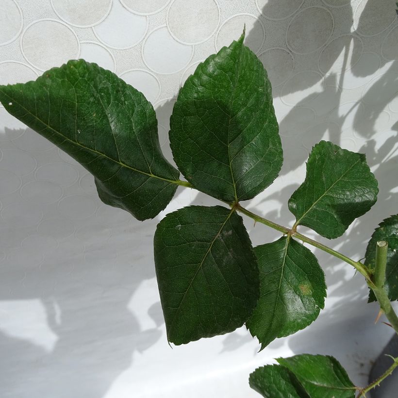 Rosa Eriko Takeda - Grootbloemige roos (Foliage)