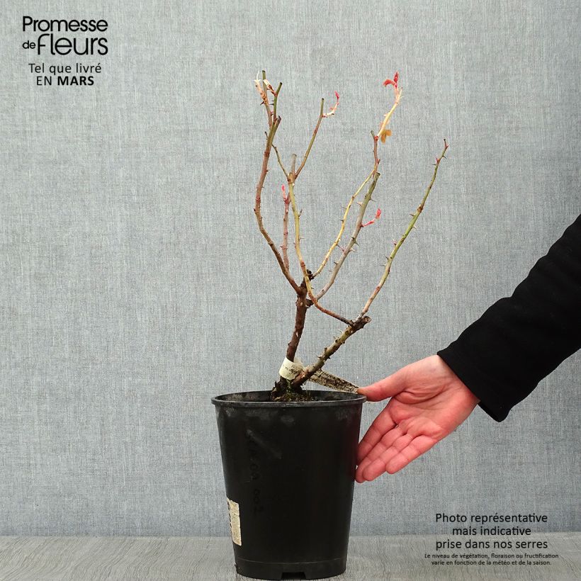 Example of Rosier à grandes fleurs Eriko Takeda Pot van 4 l/5 l as you get in hiver