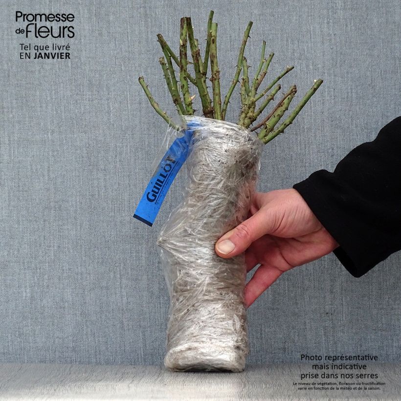 Example of Rosa Fragonard - Grootbloemige roos In kluit as you get in hiver