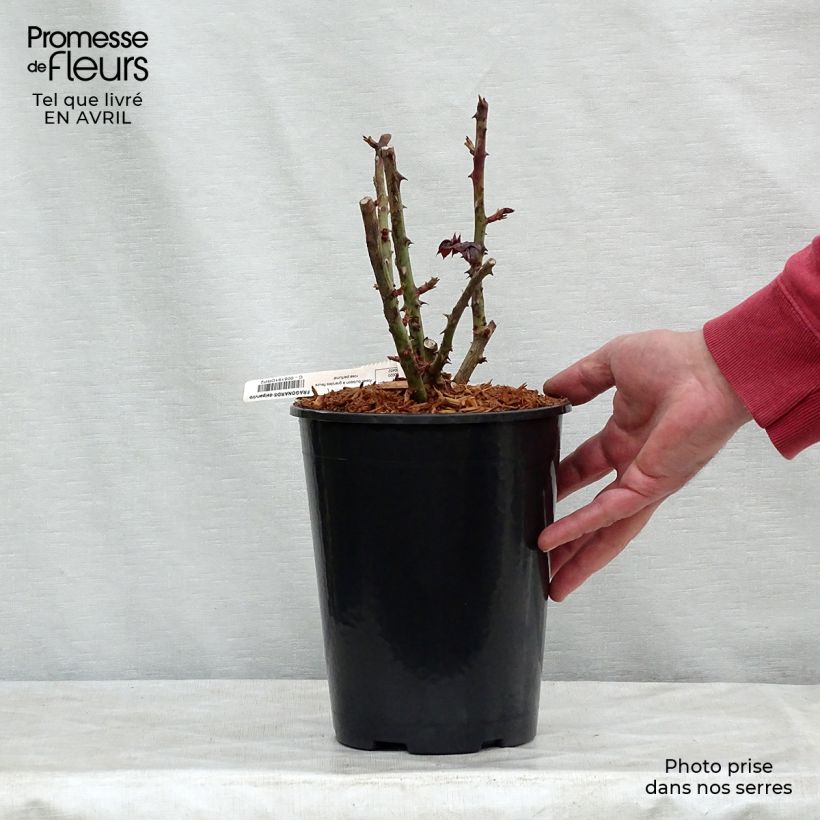 Exemplaar van Rosa Fragonard - Grootbloemige roos Pot van 3 l/4 l zoals geleverd in de lente