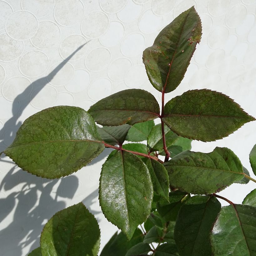 Rosa Fragonard - Grootbloemige roos (Foliage)