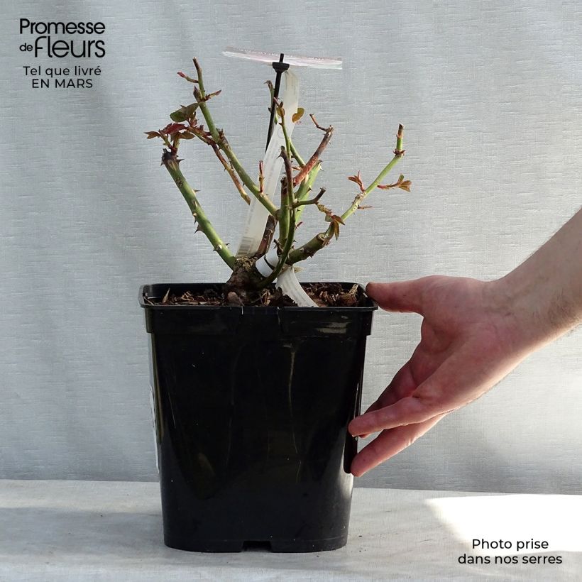 Exemplaar van Rosa Gilles de Brissac - Grootbloemige roos Pot van 4 l/5 l zoals geleverd in de lente