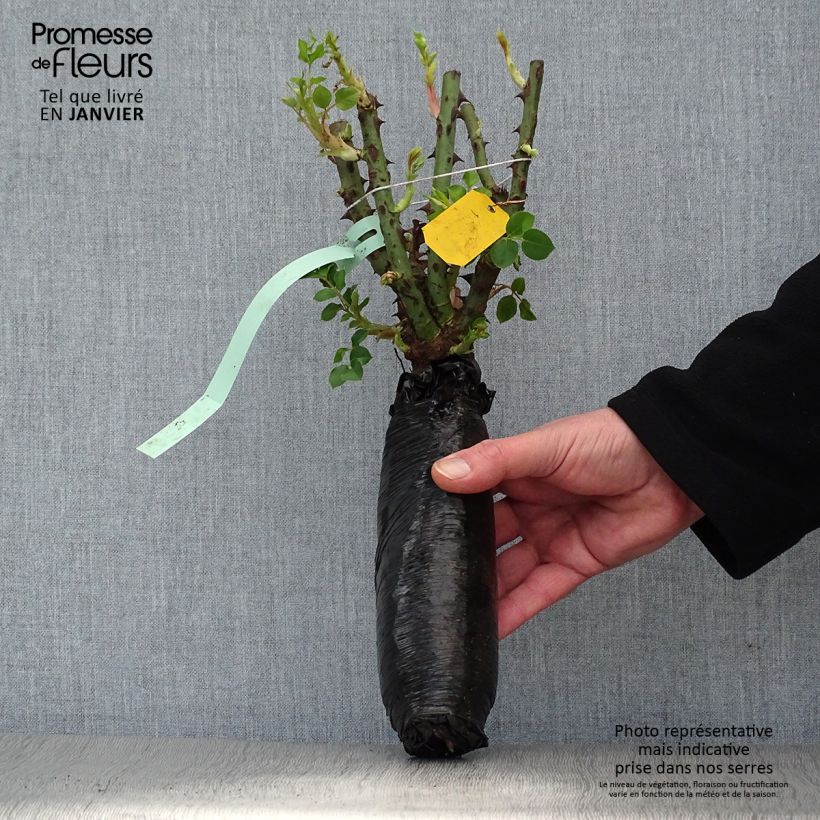 Example of Rosa Grande Classe - Grootbloemige roos In kluit as you get in hiver