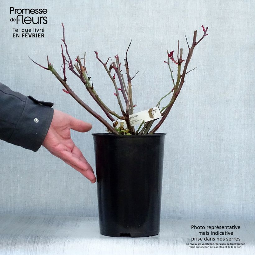 Example of Rosa Grande Classe - Grootbloemige roos Pot van 4 l/5 l as you get in hiver