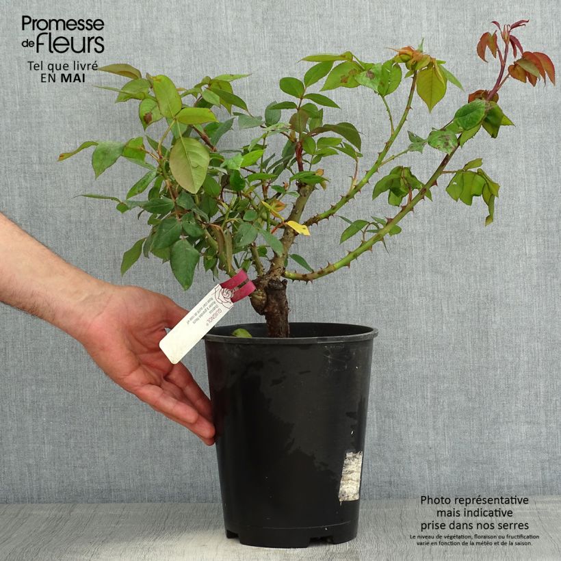 Example of Rosa Guignol - Grootbloemige roos Pot van 4 l/5 l as you get in printemps