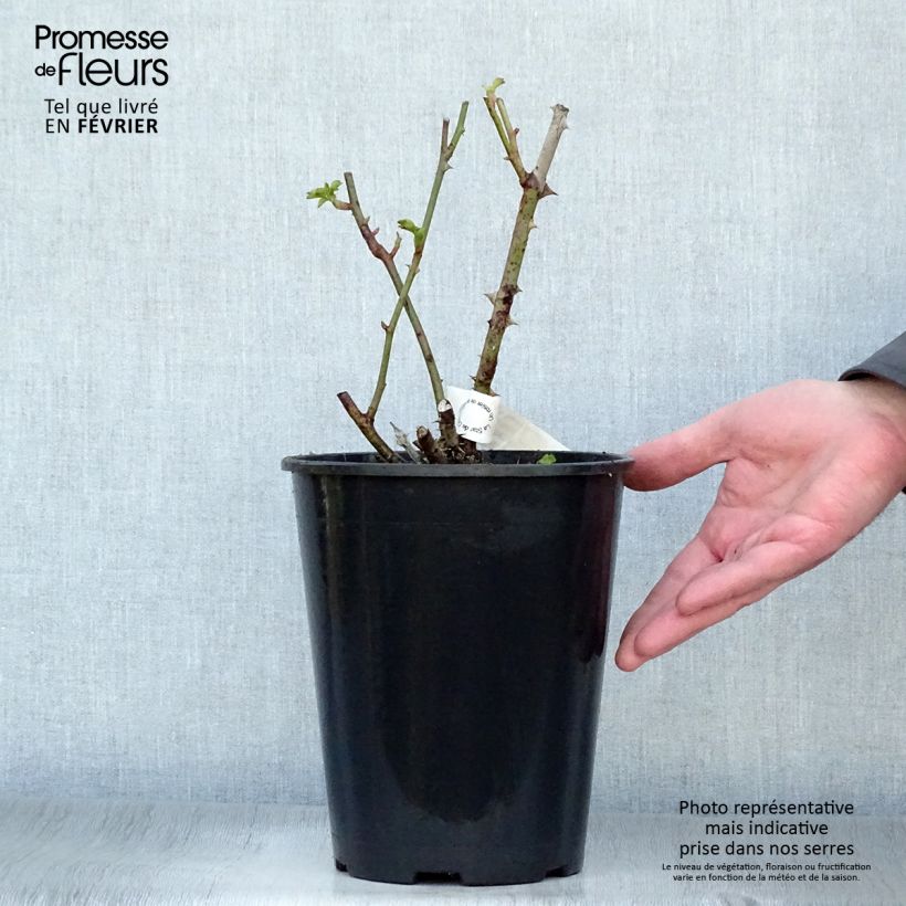 Example of Rosier à grandes fleurs Guillaume Gomez Pot van 4 l/5 l as you get in hiver