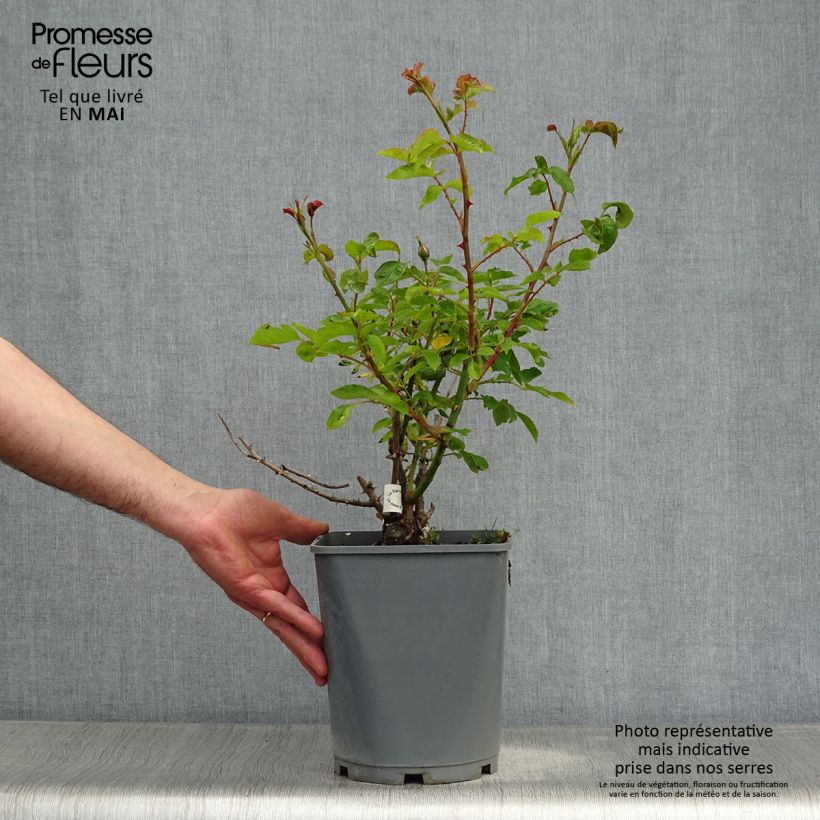 Exemplaar van Rosa Guillaume Gomez - Grootbloemige roos Pot van 4 l/5 l zoals geleverd in de lente