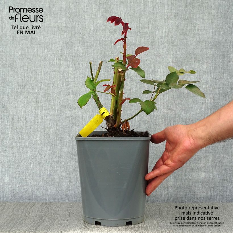 Example of Rosier à grandes fleurs Hacienda Pot van 4 l/5 l as you get in printemps
