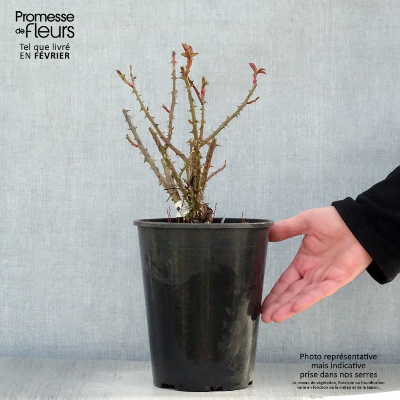 Example of Rosa Henri Matisse - Grootbloemige roos Pot van 3 l/4 l as you get in hiver
