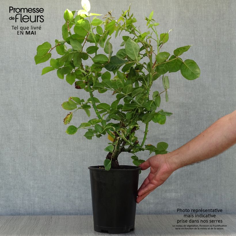 Exemplaar van Rosa Holiday Island Ibiza - Grootbloemige roos Pot van 4 l/5 l zoals geleverd in de lente