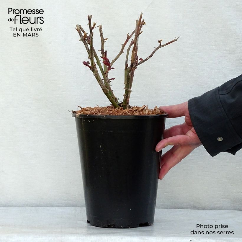 Exemplaar van Rosa Ingrid Bergman - Grootbloemige roos Pot van 4 l/5 l zoals geleverd in de lente