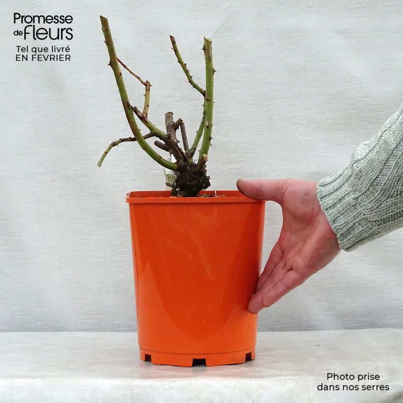 Example of Rosier à grandes fleurs Jingle Bells Pot van 4 l/5 l as you get in hiver