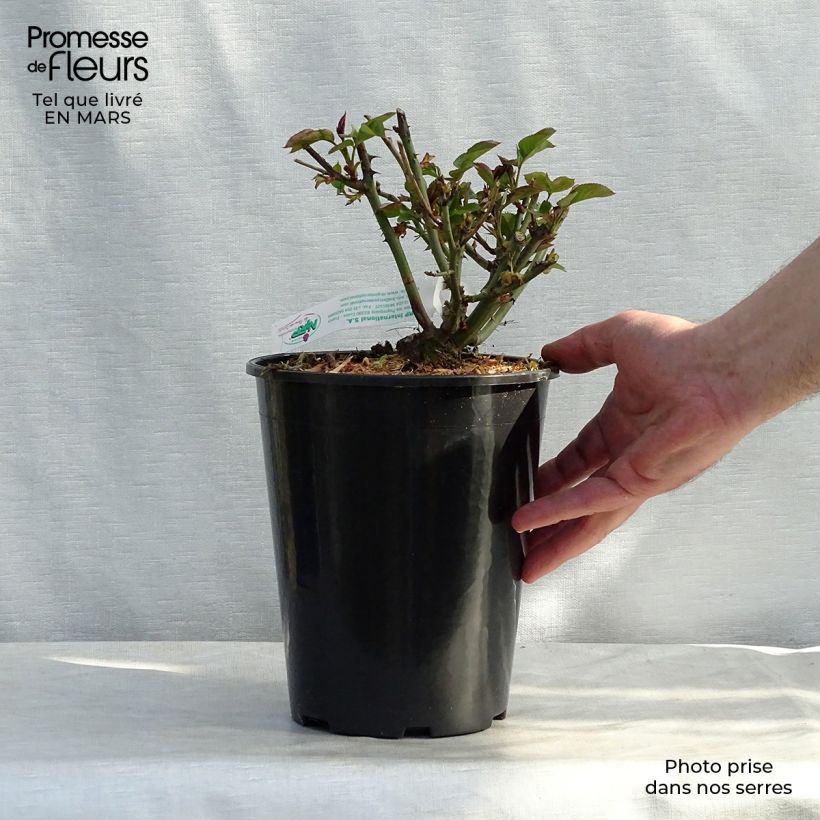 Exemplaar van Rosa Jules Verne - Grootbloemige roos Pot van 4 l/5 l zoals geleverd in de lente