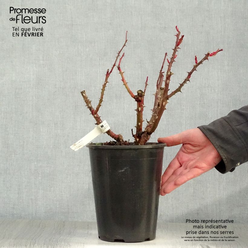 Example of Rosier à grandes fleurs La rose Monsieur Pot van 4 l/5 l as you get in hiver