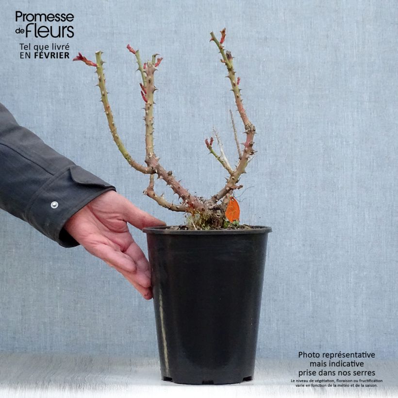 Exemplaar van Rosa Laetitia Casta - Grootbloemige roos Pot van 4 l/5 l zoals geleverd in de winter