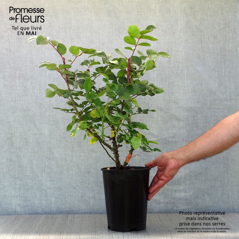 Exemplaar van Rosa Laetitia Casta - Grootbloemige roos Pot van 4 l/5 l zoals geleverd in de lente