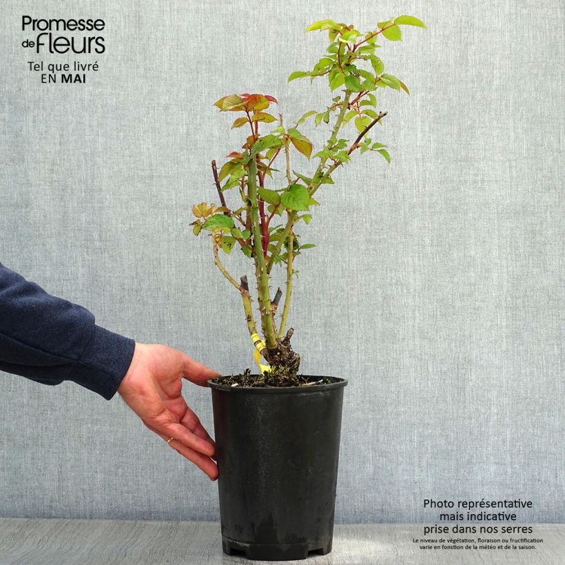 Exemplaar van Rosa Augusta Fox Trot Tangust - Grootbloemige roos Pot van 4 l/5 l zoals geleverd in de lente