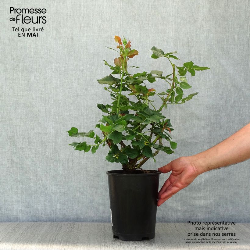 Exemplaar van Rosa La Rotonde - Grootbloemige roos Pot van 4 l/5 l zoals geleverd in de lente