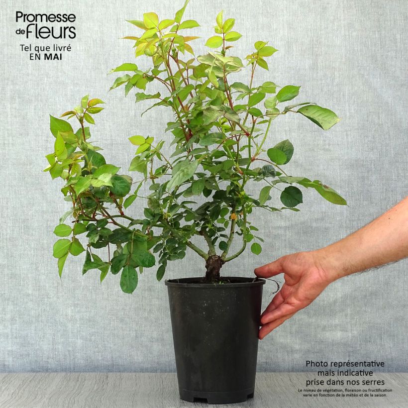 Exemplaar van Rosa Chippendale - Grootbloemige roos Pot van 4 l/5 l zoals geleverd in de lente