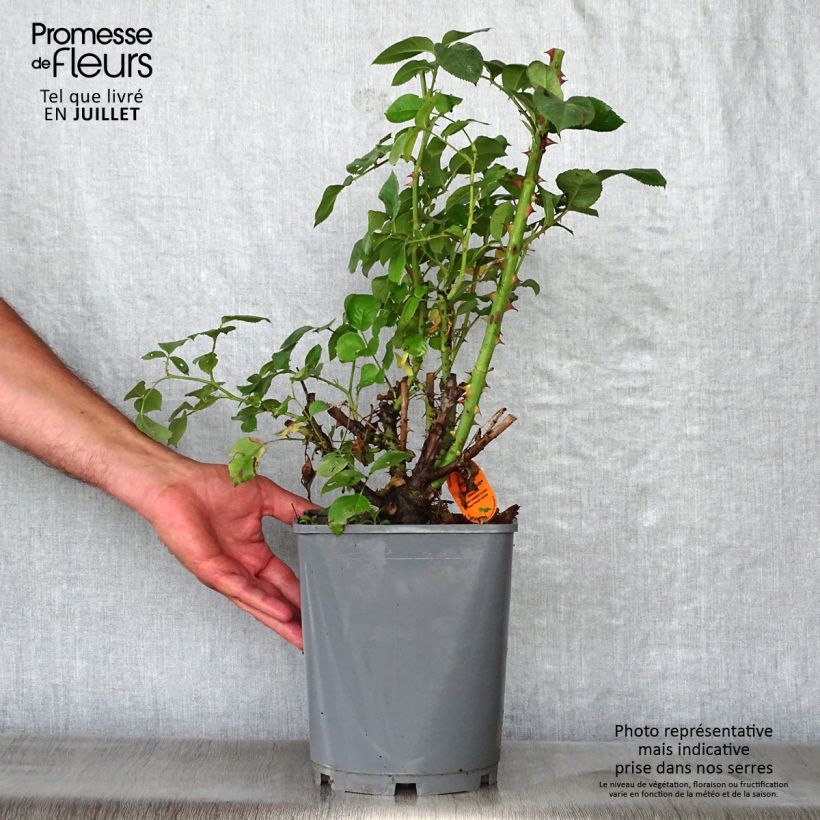 Exemplaar van Rosa Line Renaud - Grootbloemige roos Pot van 4 l/5 l zoals geleverd in de zomer